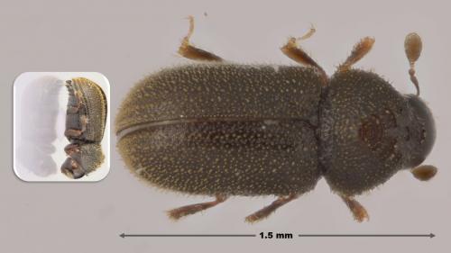 Ernoporus tiliae